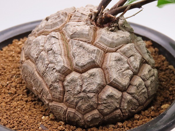 No.716 Dioscorea elephantipes アフリカ亀甲竜 実生 No.716 Dioscorea