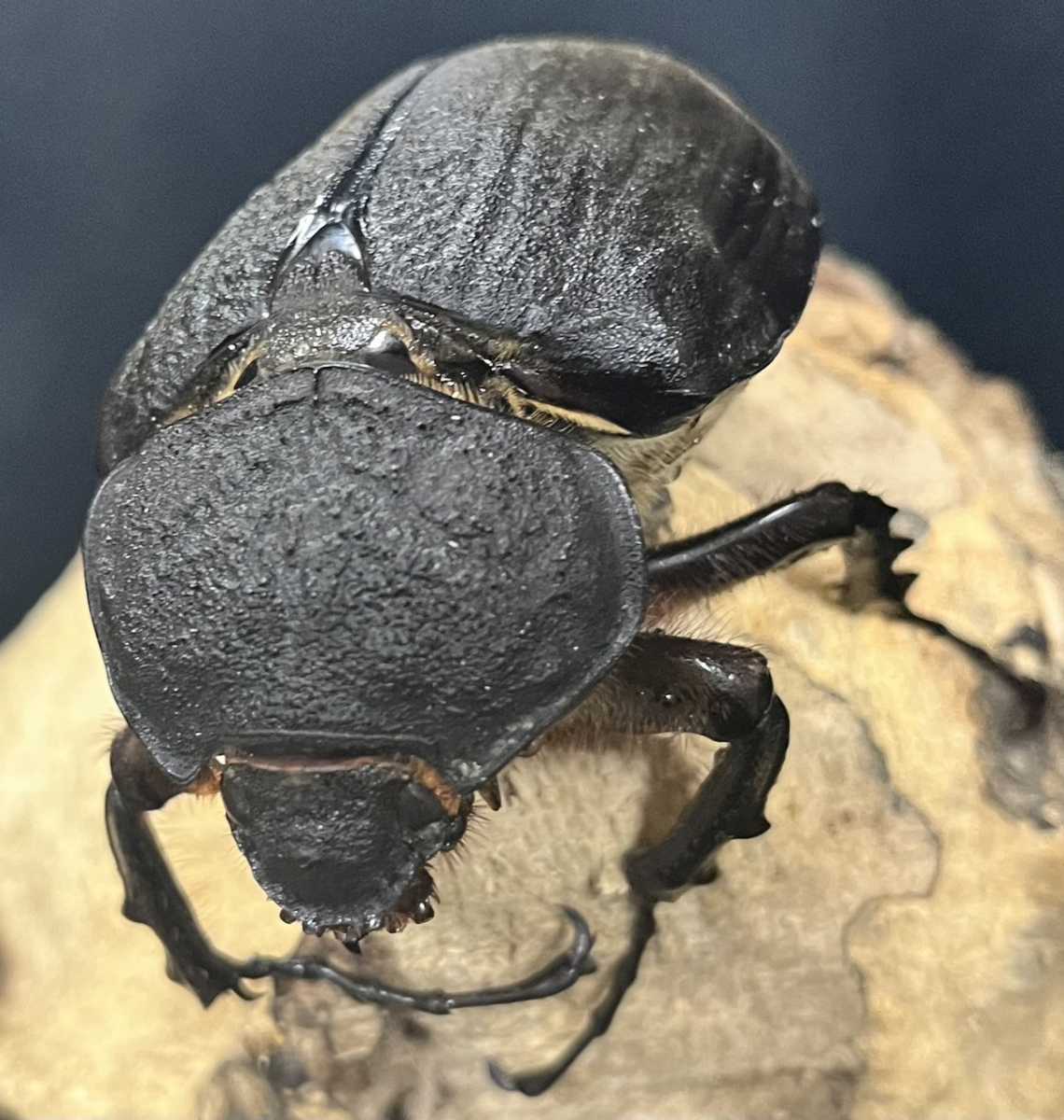 ◯beetleshop桜◯大型、即ブリード可能。アクティオンゾウカブト成虫♀単品８０ミリ