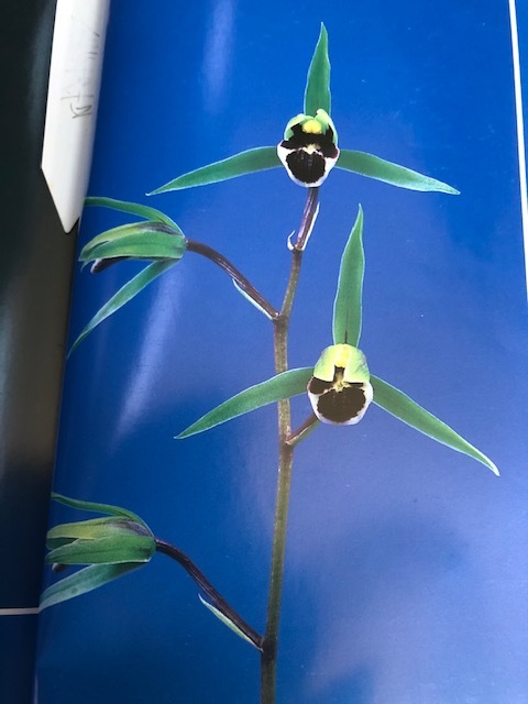 土佐寒蘭・黒雫・（青花黒ベタ舌）・（2条立ち＋新芽2） 寒蘭 Yahoo!
