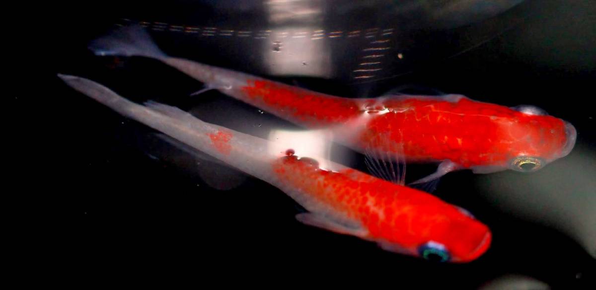 【特選めだか】上物レア個体!! 当方作出 真に赤いイチオシ個体★真朱（しんしゅ）メダカ S1615★特濃朱赤・1ペア
