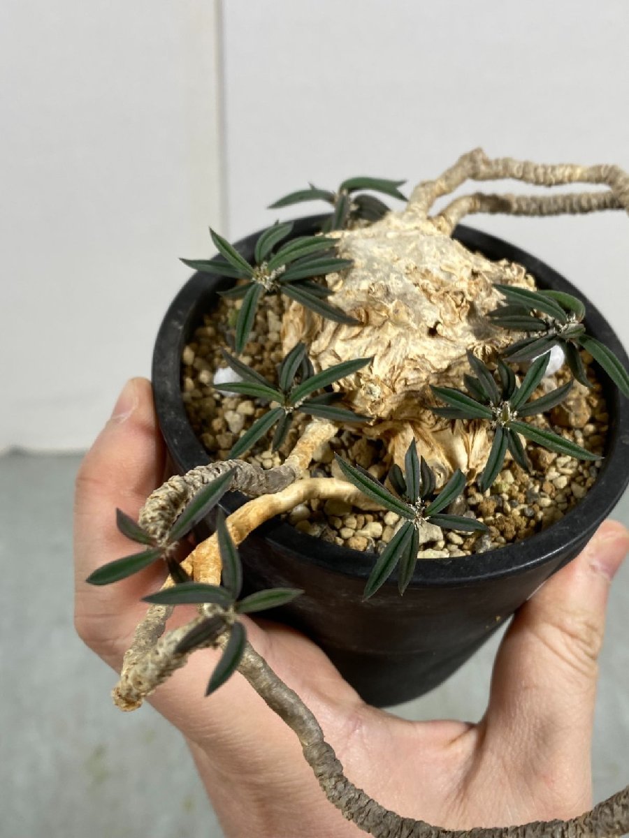 コ688 「多肉植物」ユーフォルビア キリンドリフォリア【発根