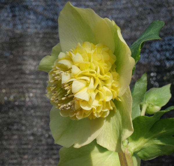 565　「モーリー」　多弁　イエロー　ｓｄ　開花　クリスマスローズ