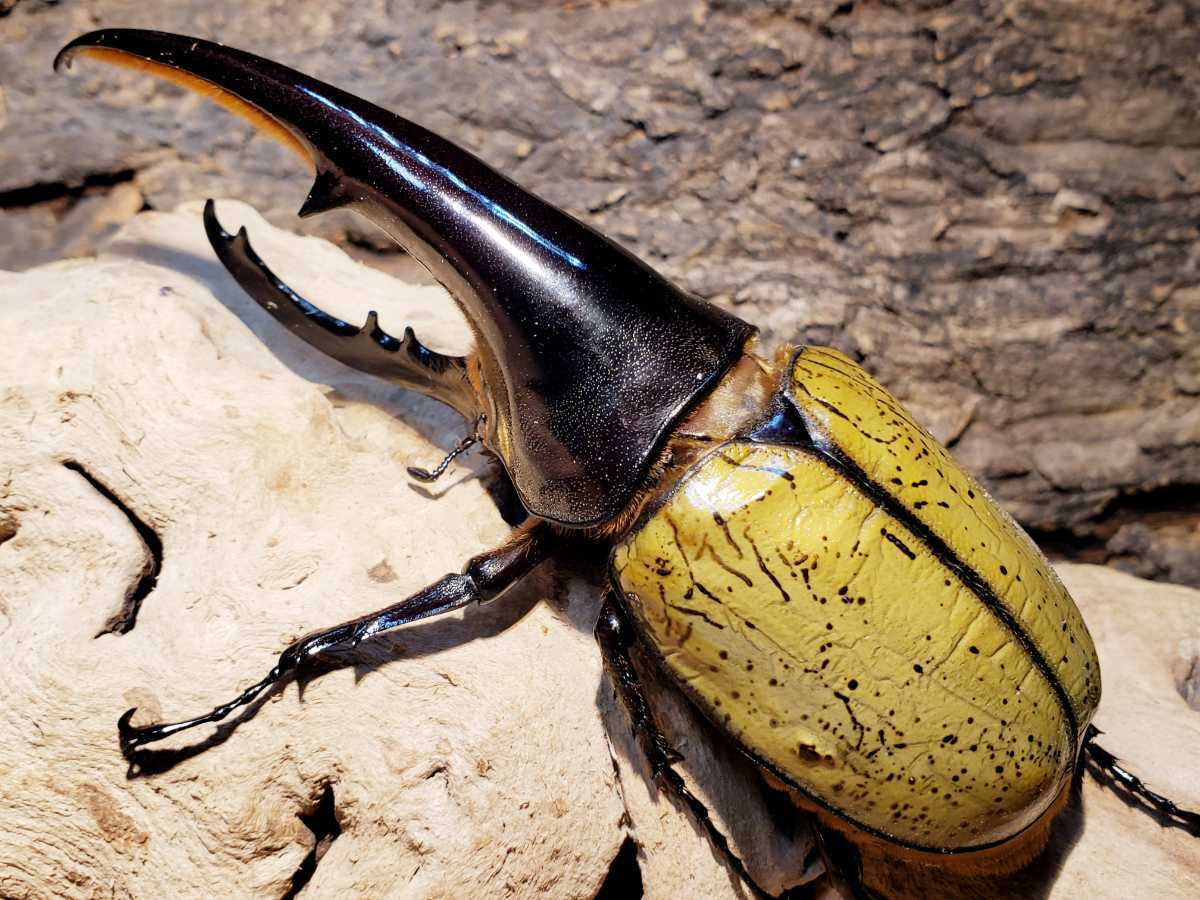 ⑧D・HヘラクレスBULL♀①63mm＋②69mm・ペア