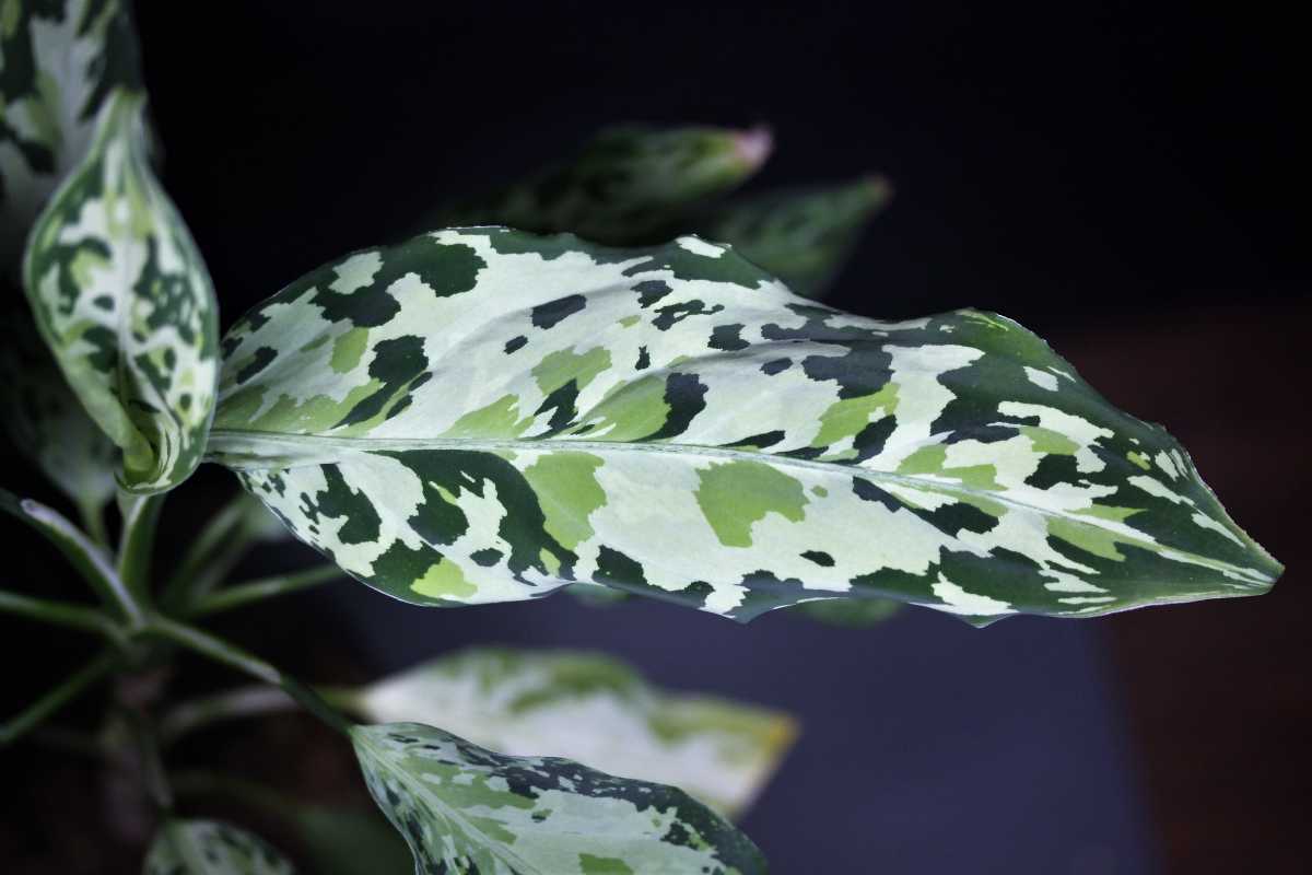100%新品，新作登場 良株 アグラオネマ ピクタム バエル マルチカラー Aglaonema pictum Bael from Aceh Sumatera プライベート便(その他)｜売買されたオークション情報、yahooの商品情報をアーカイブ公開 - オークファン その他