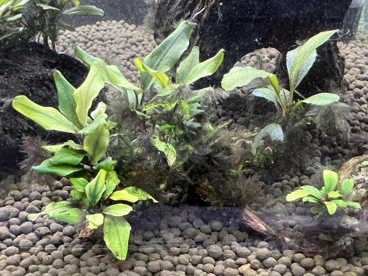 訳ありブセファランドラ(不明種)流木活着済み6個セット