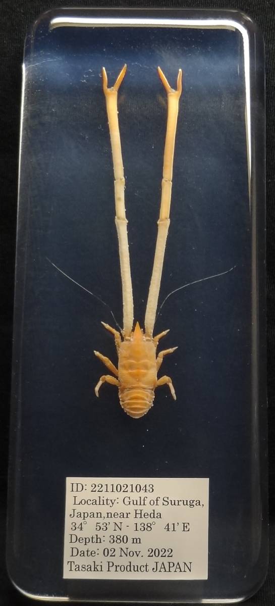  深海生物学術標本 ＩＤ：２２１１０２１０４３(科学、自然)｜売買されたオークション情報、yahooの商品情報をアーカイブ公開 - オークファン その他