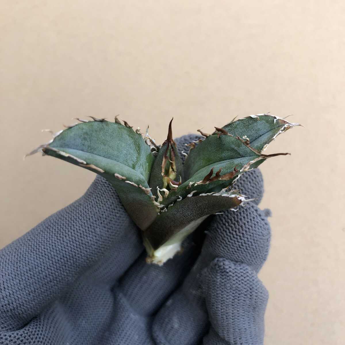 アガベ チタノタ 金鯨 | 子株 Agave 陽炎狂刺 多肉植物アガベ 強棘 極上