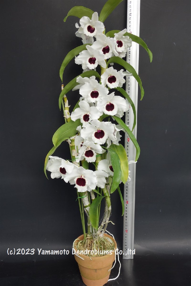  洋蘭 デンドロビューム交配種 花つき株 入賞花 Den. Winter Storm 'Yamamoto' SM/JGP 海外持出禁止 農林水産大臣公示有(ラン)｜売買されたオークション情報、yahooの商品情報をアーカイブ公開 - ラン
