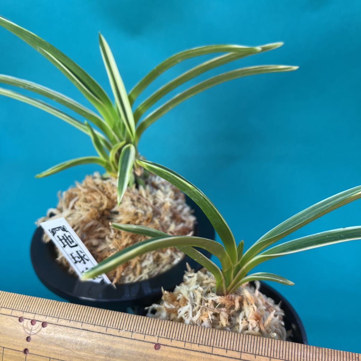 富貴蘭 ■ 地球宝