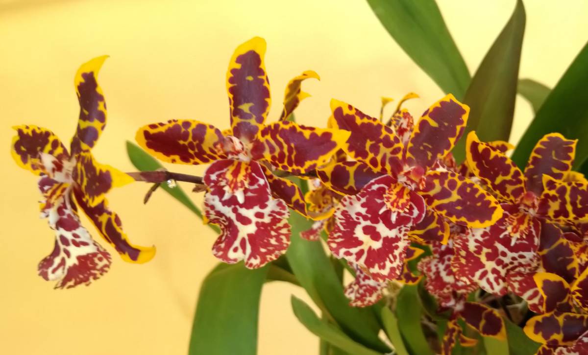 002 【花芽付き】洋蘭 コルマナラ ワイルドキャット (Colm. Wildcat)