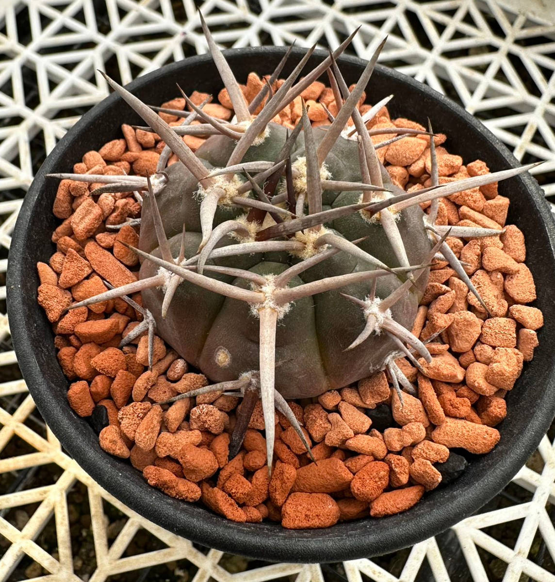 サボテン 多肉植物 ギムノカリキウム 特選実生 狂刺守金魔天竜