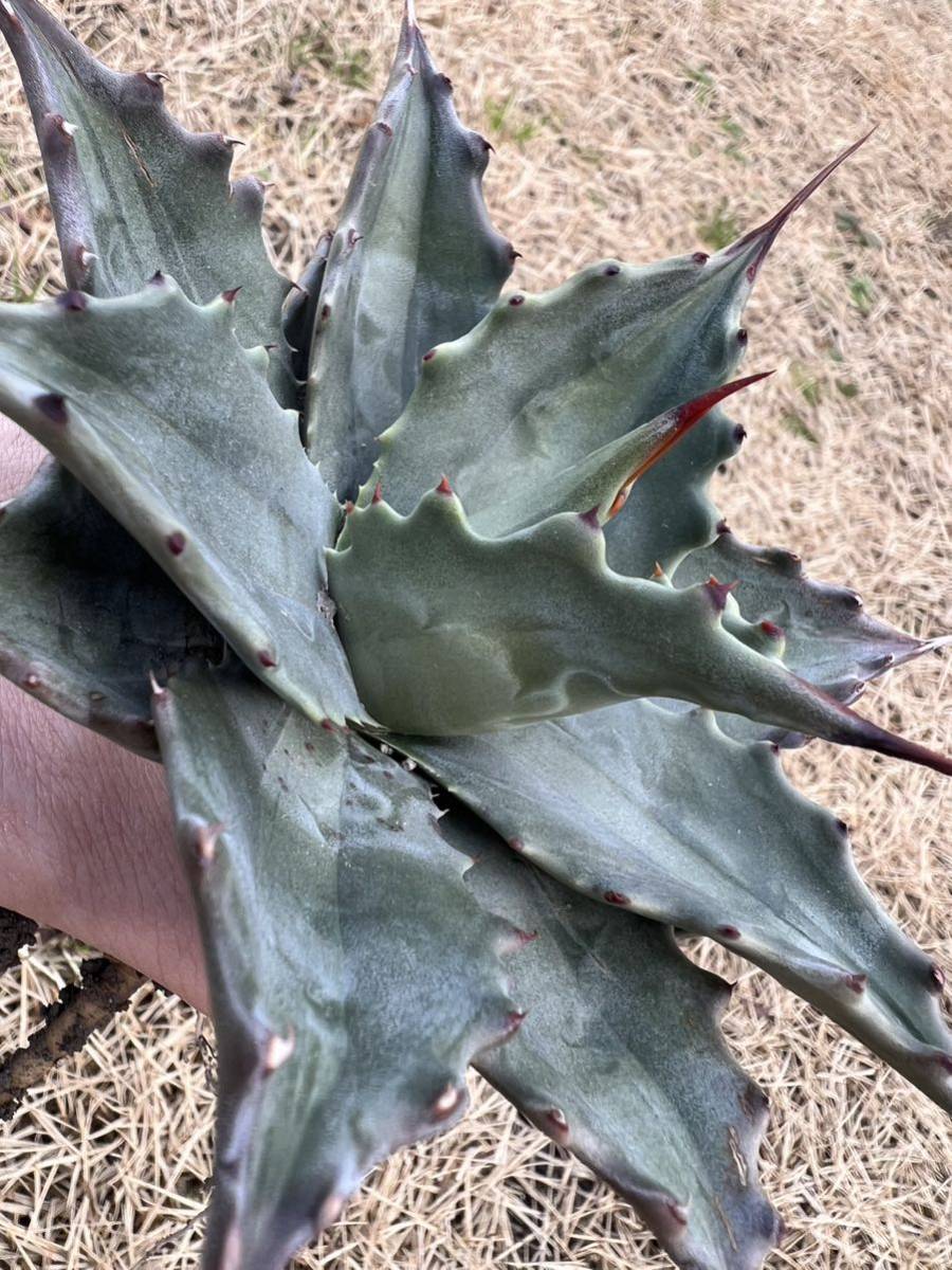 農園直送限定 AGAVE アガベ モンタナ ライムフラッシュ 斑入り Agave  