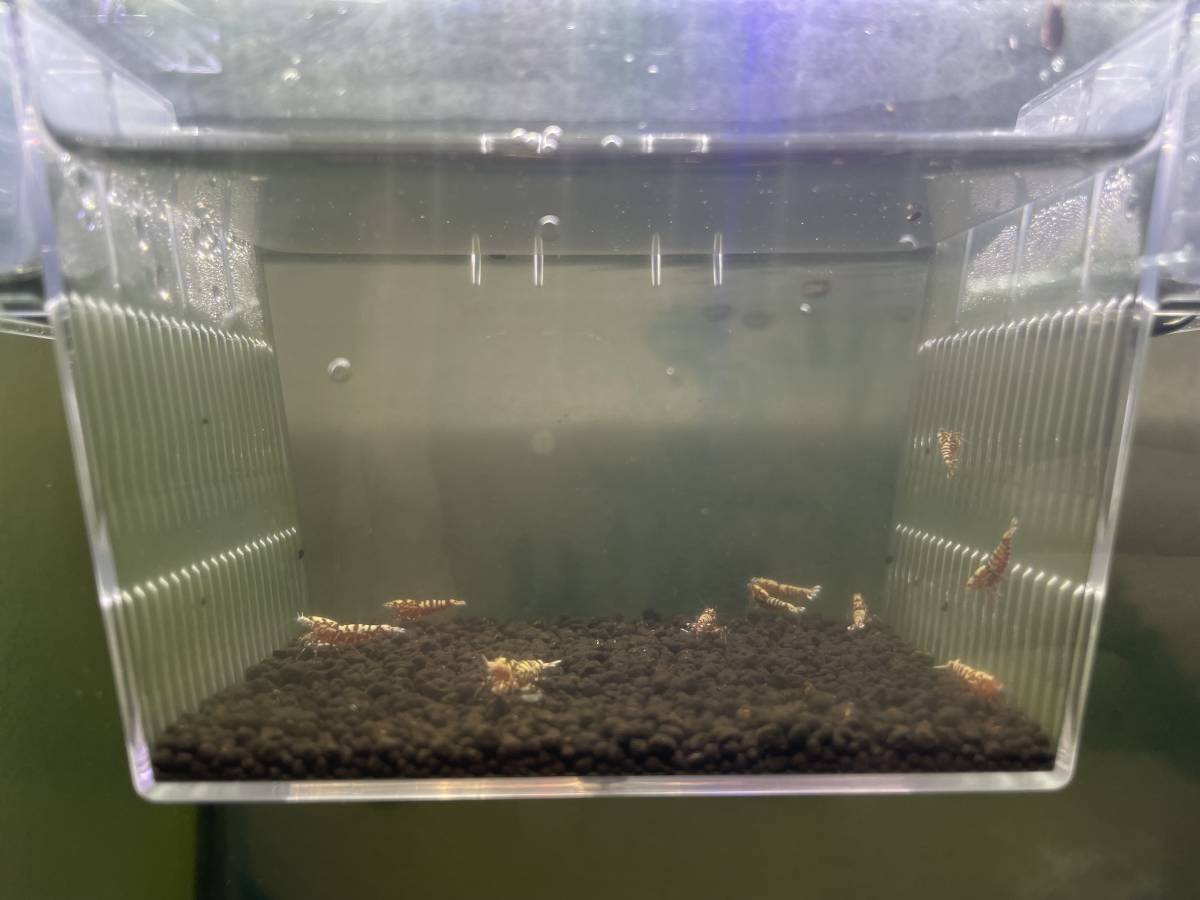 《さーりんえび》レッドギャラクシーゼブラ　育成セット(8匹出品で死着込み10匹)