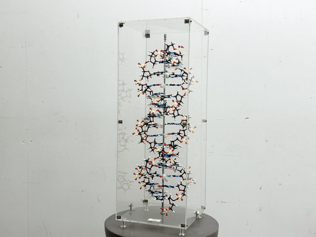 Yahoo!オークション - MARUZEN HGS分子構造模型 DNA組立完成模型 Z型