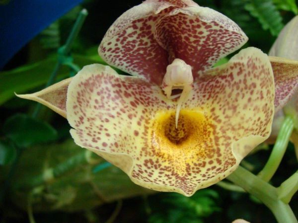 HIF洋蘭 95 Ctsm. Orchidglade 'Davie Ranches' (MC) 花芽着