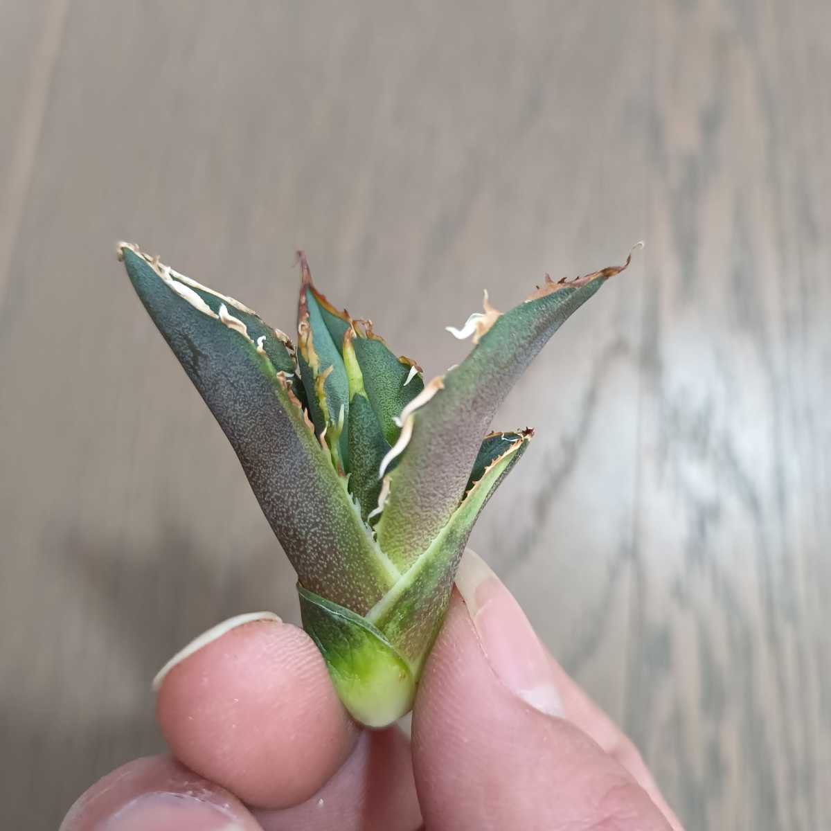 多肉植物 アガベ　チタノタ 白鯨 強棘 優良血統 極上子株 A2