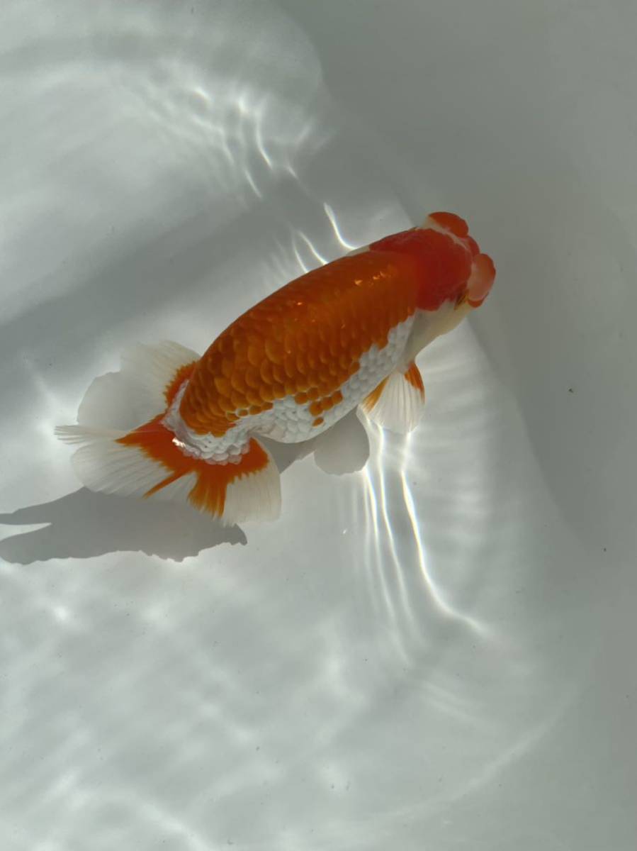 らんちゅう村【明二歳】オス約14cm 動画あり⑤