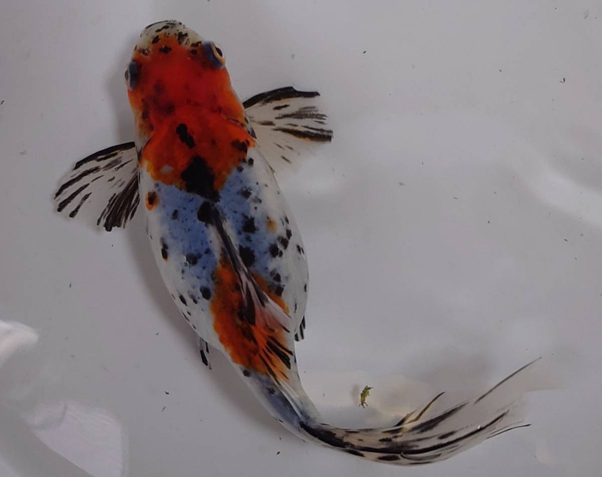 ☆寿恵廣錦　明け弐歳　全長約１８㎝　☆