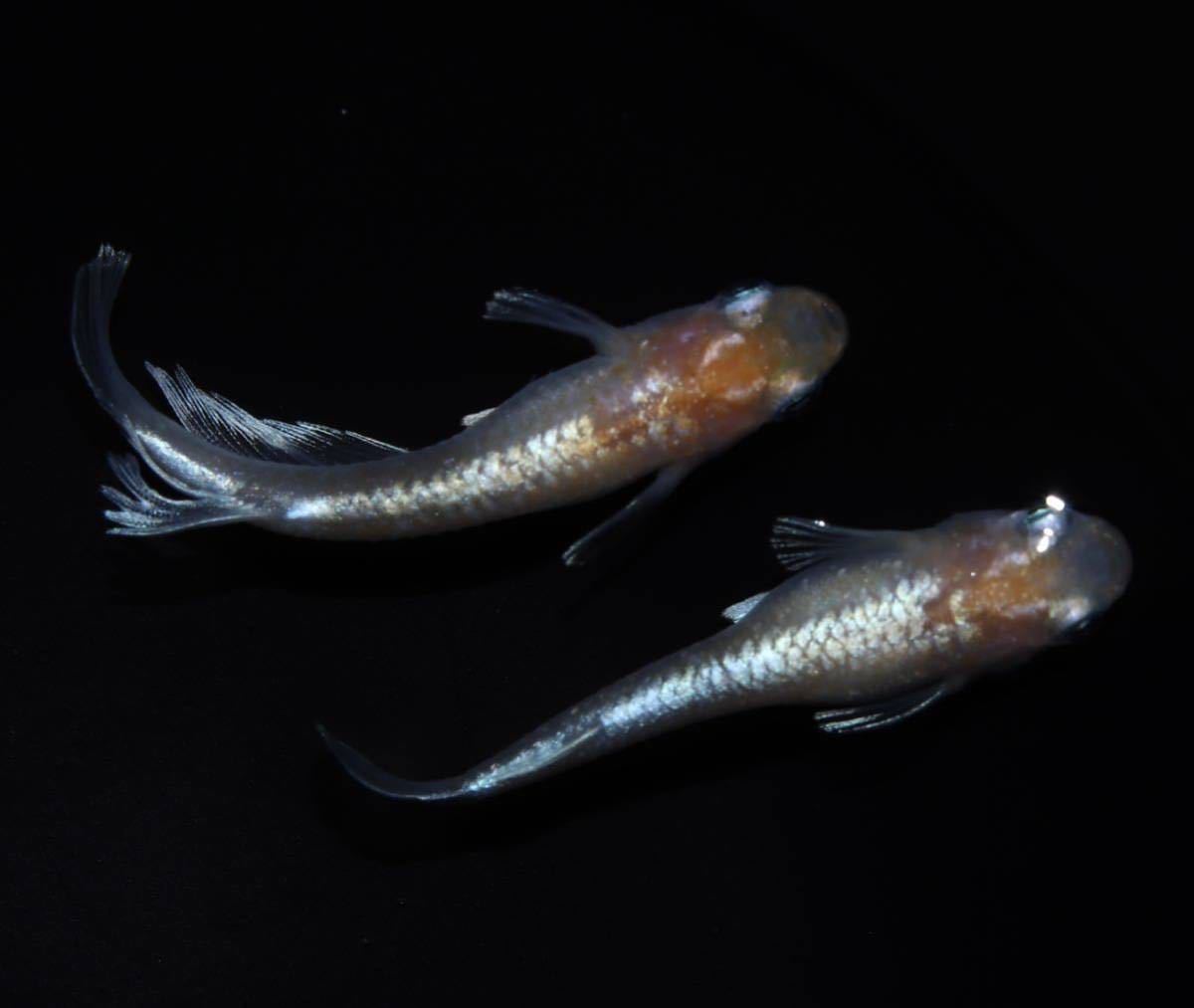 ☆柳井メダカ☆【エンペラー】1ペア！！親個体夢中メダカ様より購入！！種親レベル！！