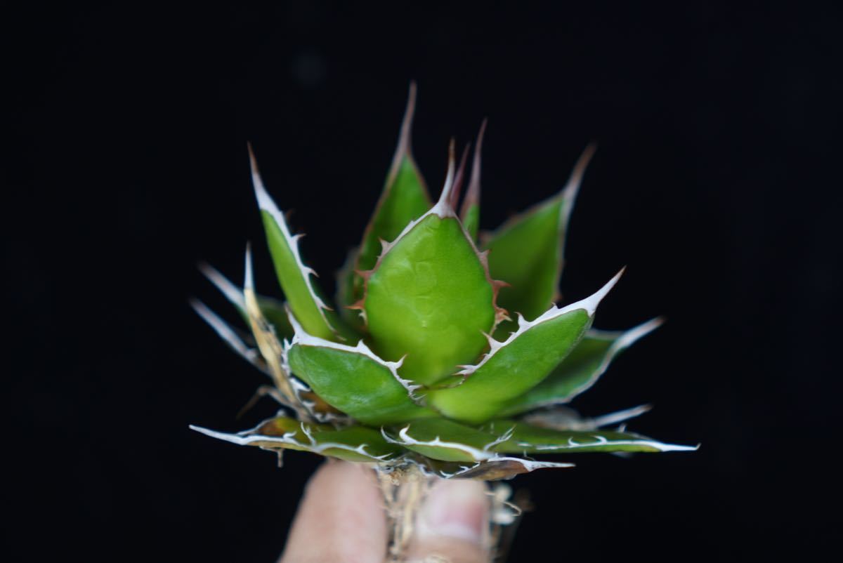 2■■イラン産■■ アガベ ホリダ■Agave horrida チタノタ