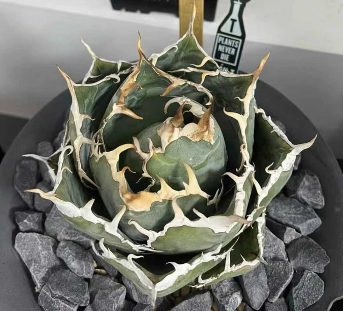 多肉植物 アガベ チタノタ 広い叶白鯨 子株 12株 同梱 【公式通販】