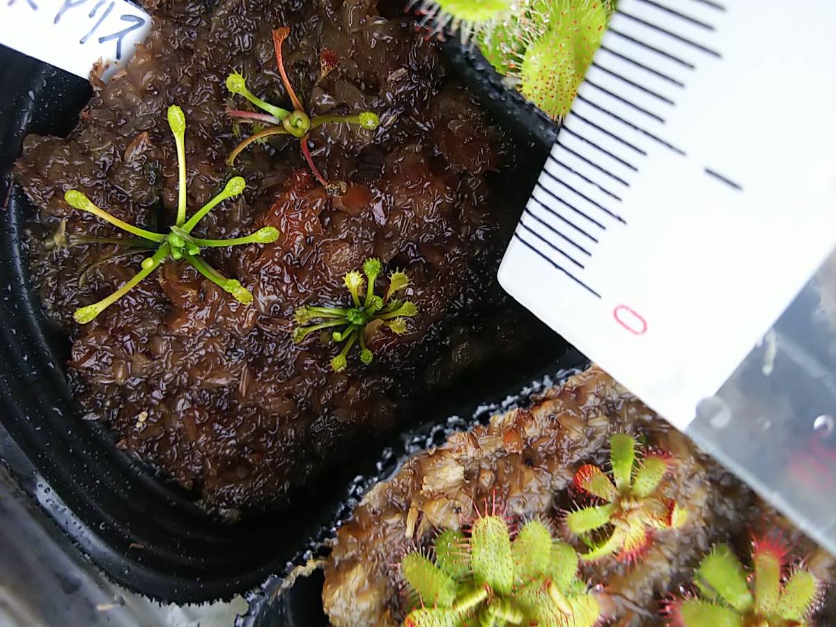 食虫植物 ドロセラ・リネアリス Yahoo!オークション ドロセラ