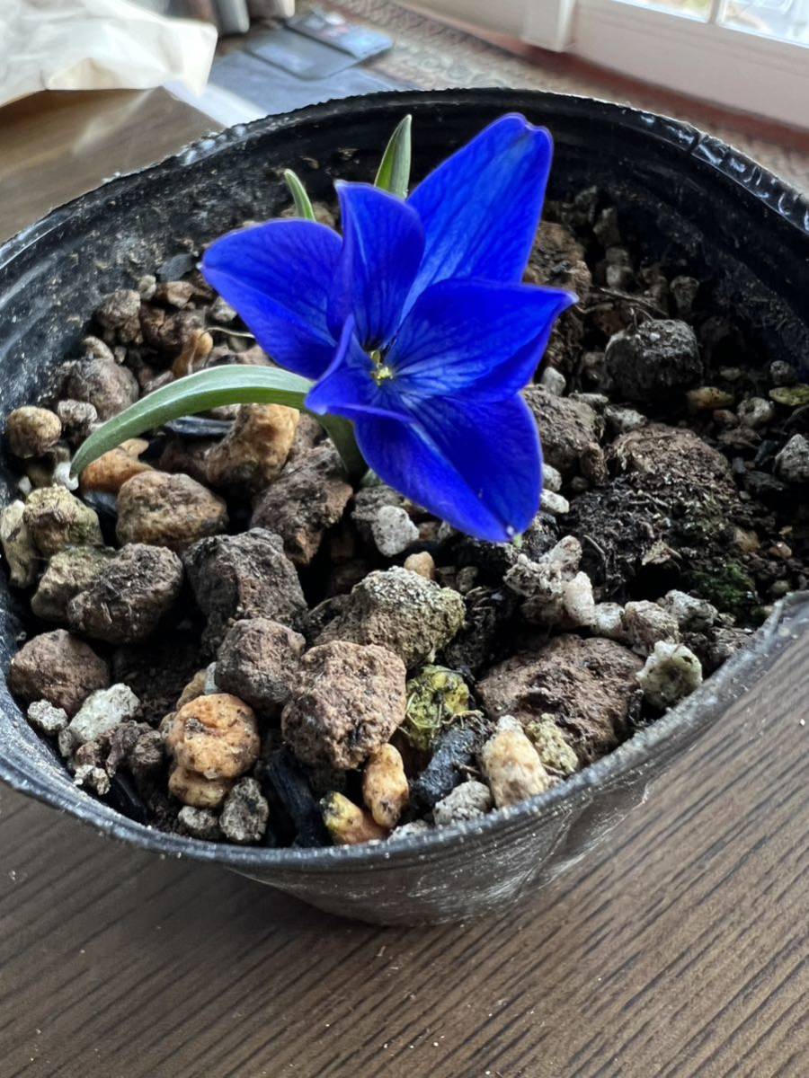 広瀬園芸 クリスマスローズ dd整形レッドブロッチ 開花株 現品 匿名