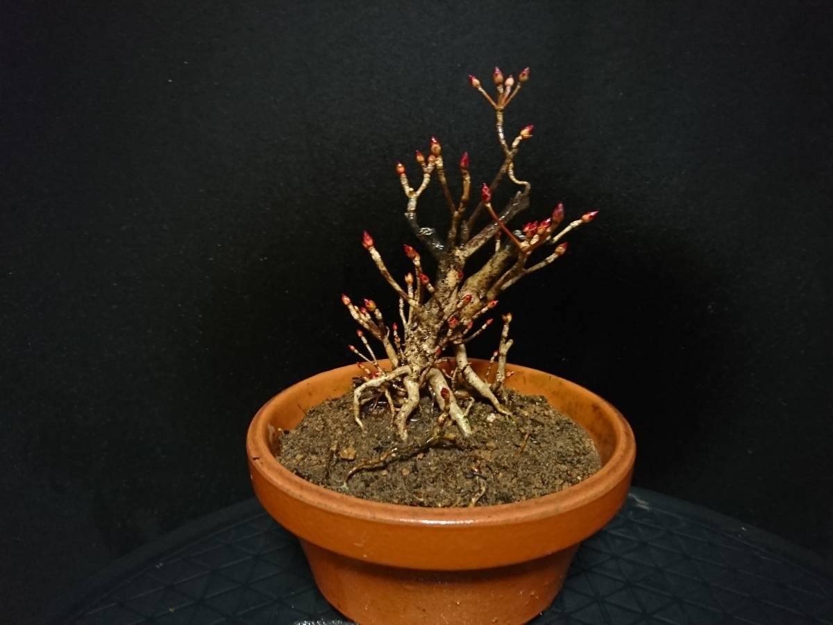 ビャクシン】九十九満天星躑躅／ツクモドウダンツツジ 樹高15㎝ 小品 