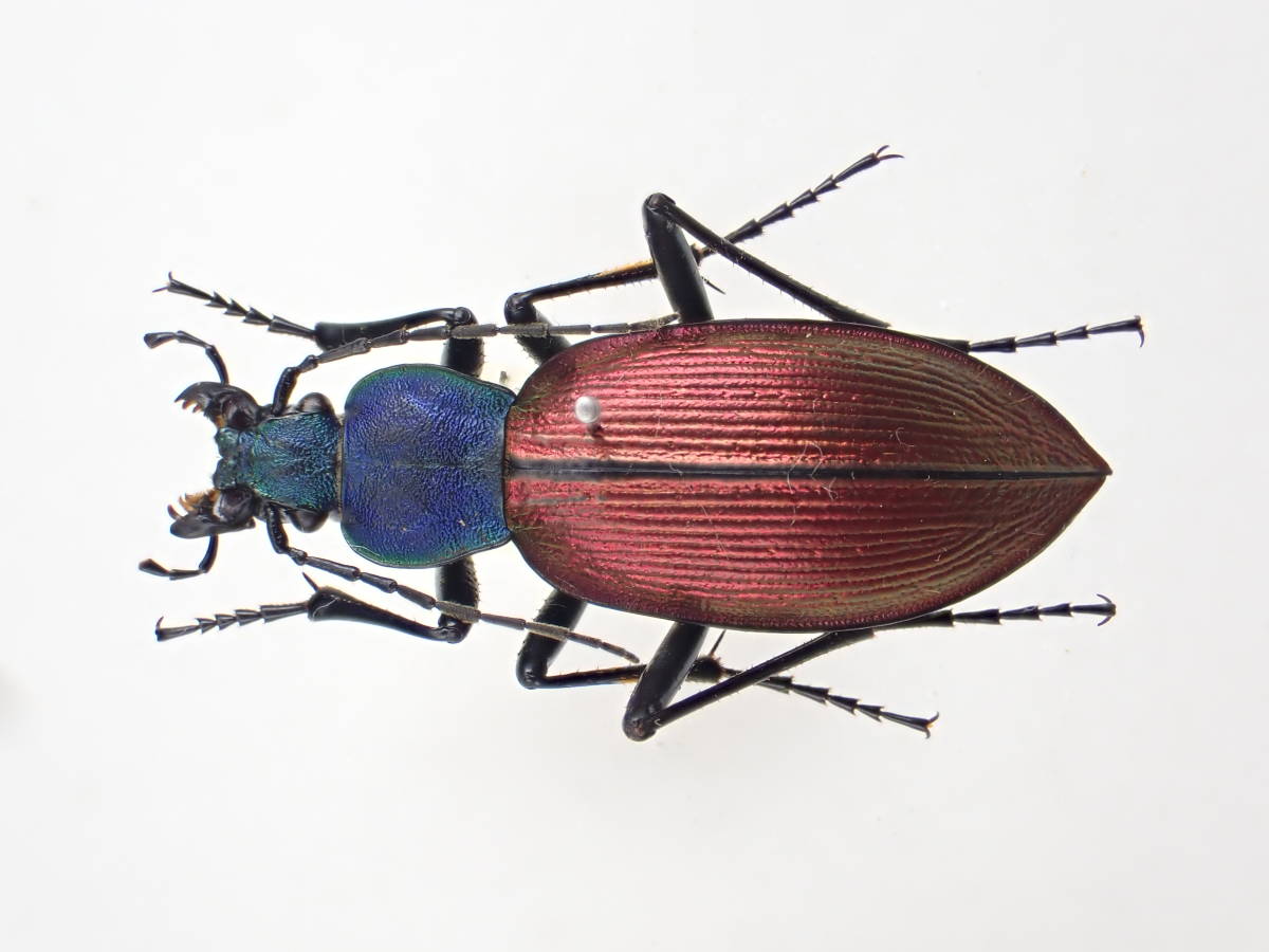 15 チレンシスチリオサムシ亜種cyanicollis 翅の赤色が強い型 /Chile