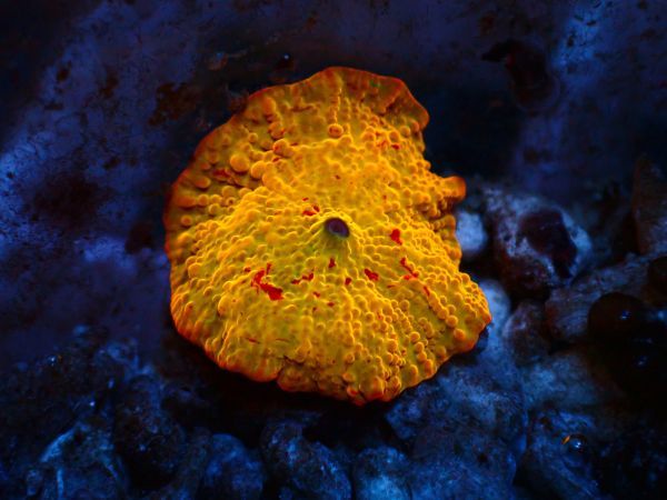 利根川珊瑚店＊ ディスクコーラル ☆入手困難/ジョーブレイカー  