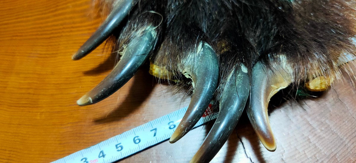 熊の爪 ヒグマの手 A21 羆 ひぐま ベアークロー 熊 クマの手 熊の手