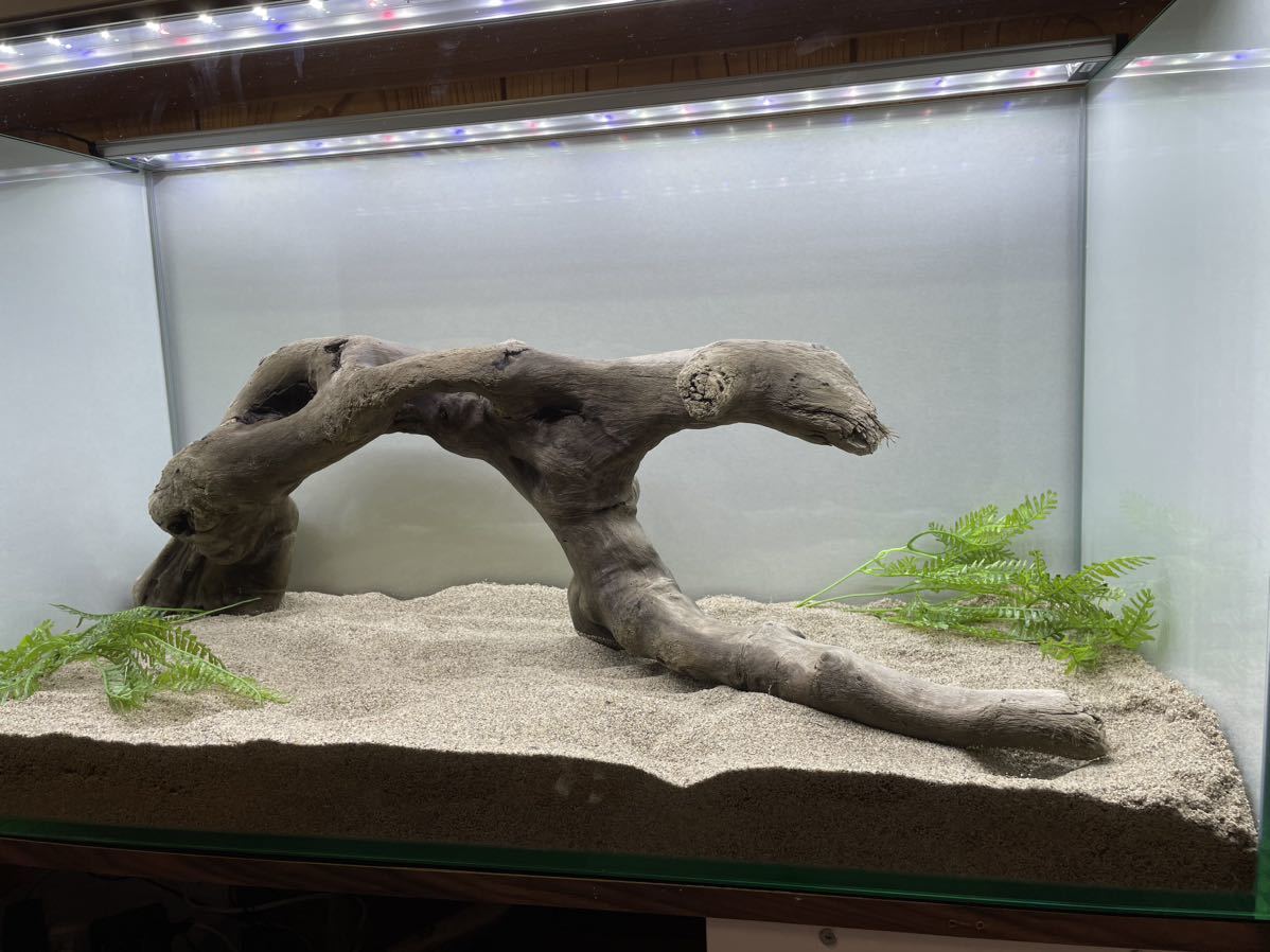 【天然流木】☆特大アーチ!穴あき美品☆84×29×26cmアクアリウム インテリア 水槽 爬虫類 テラリウム メダカ 多肉植物 ビカクシダ