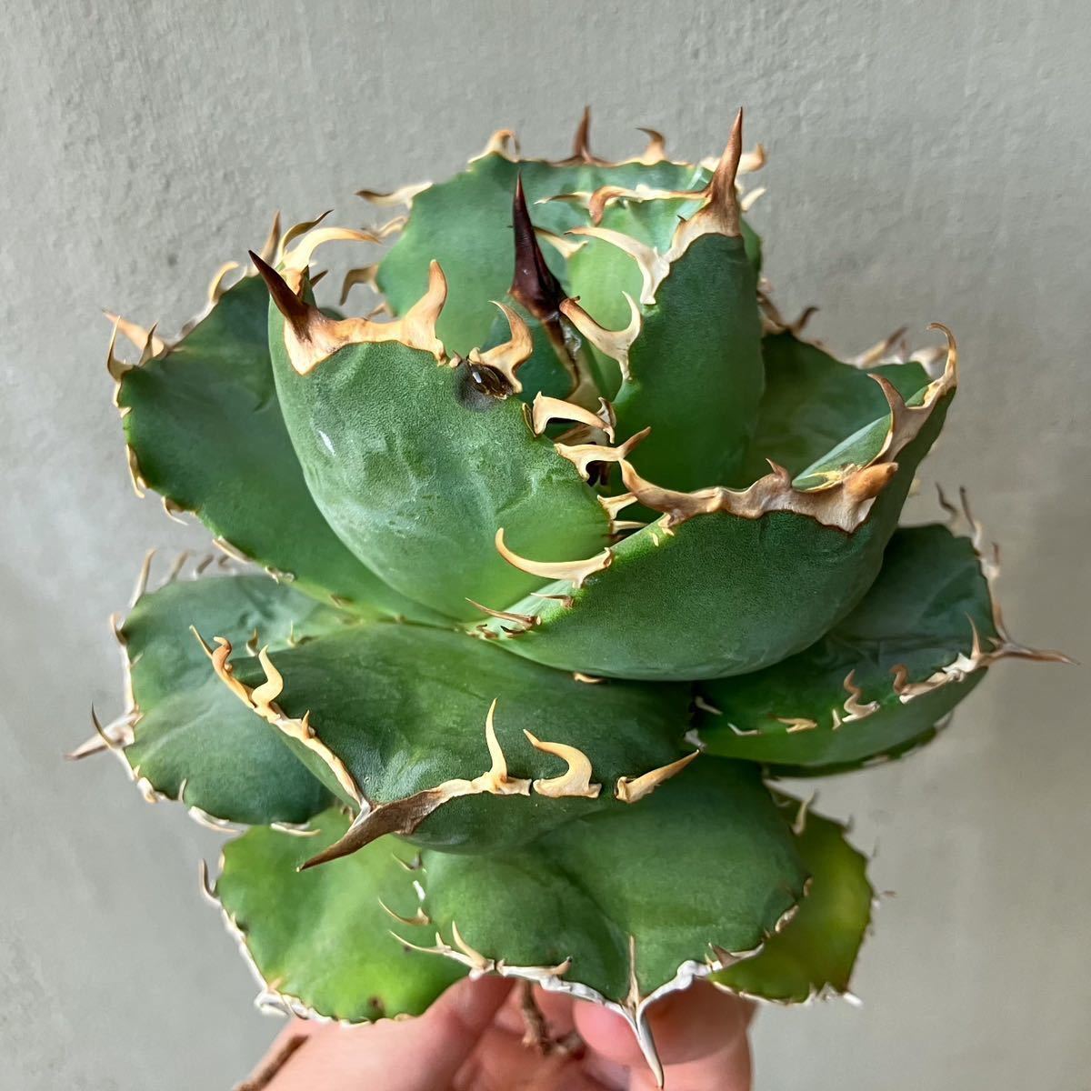 アガベ オテロイ実生株 2022 園芸ネット本店｜アガベ：オテロイ 特選