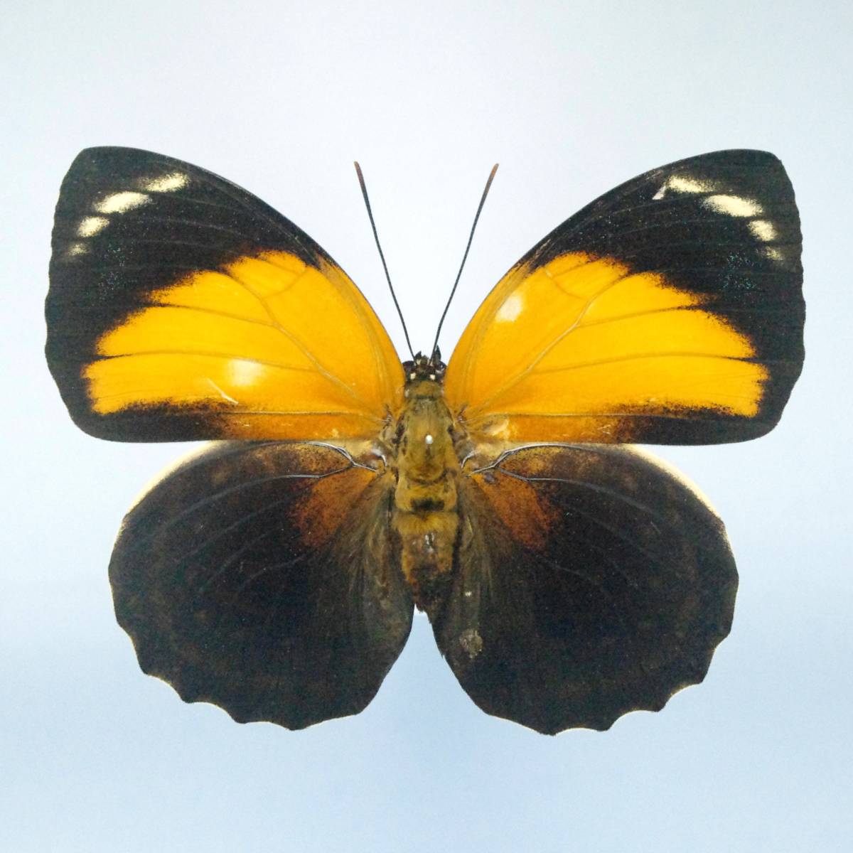 蝶標本 | 外国産蝶標本 ファルキドンミイロタテハ♀ Peru蝶標本 ファル