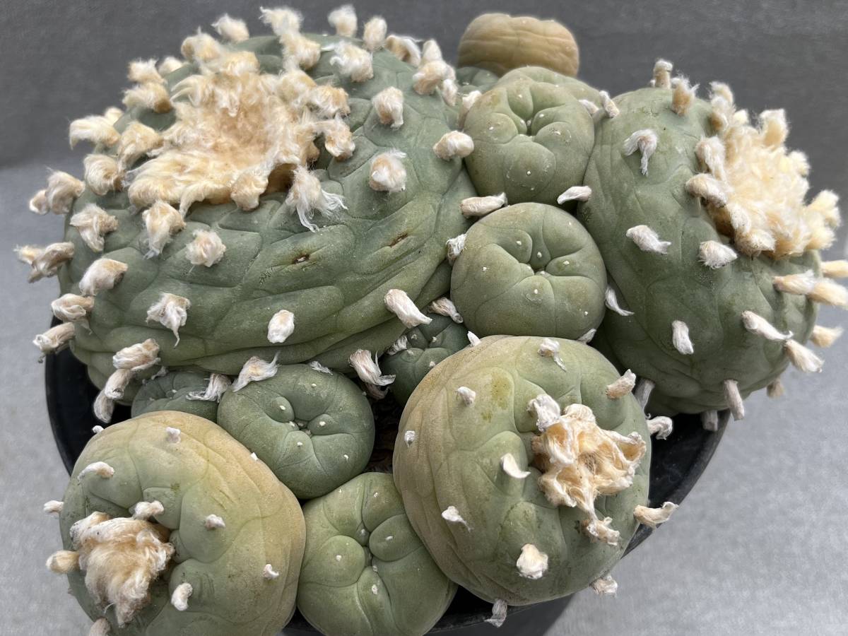 サボテン 多肉植物 ロホホラ 翠冠玉群生株 抜き苗発送のみ