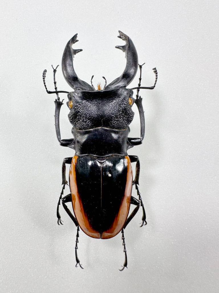 標本 Odontolabis Wollastoni (78.7mm) ワラストンツヤクワガタ(虫類
