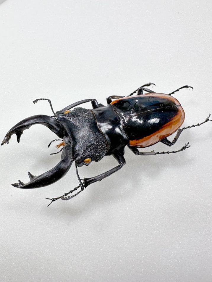 標本 Odontolabis Wollastoni (78.7mm) ワラストンツヤクワガタ(虫類