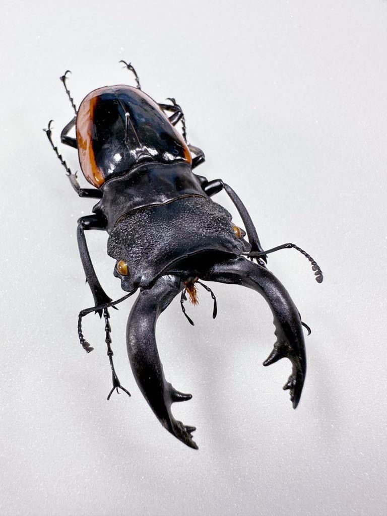 標本 Odontolabis nobuhikoi rare 24mm 標本 Odontolabis Wollastoni (78.7mm) ワラストンツヤクワガタ(虫類