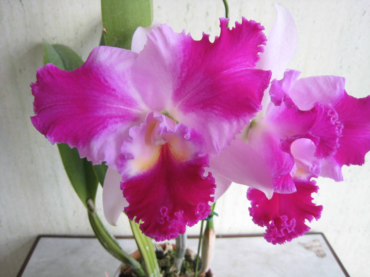 3927 C，Aqui Finn'Nature's Beat'