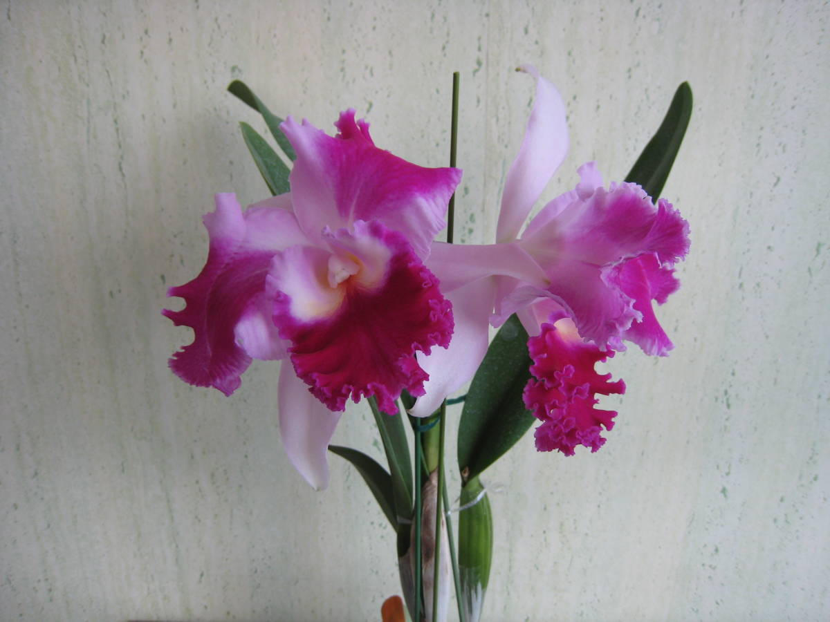 3927 C，Aqui Finn'Nature's Beat'