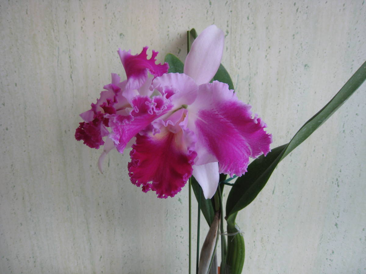 3927 C，Aqui Finn'Nature's Beat'