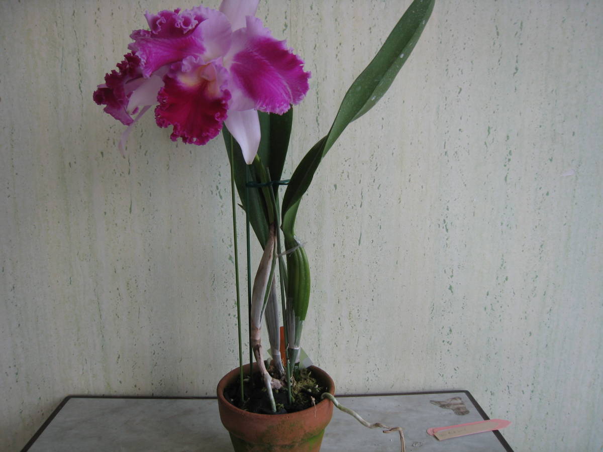 3927 C，Aqui Finn'Nature's Beat'