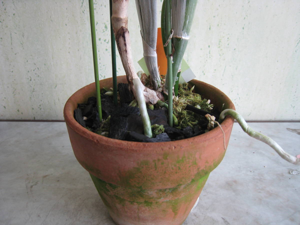 3927 C，Aqui Finn'Nature's Beat'