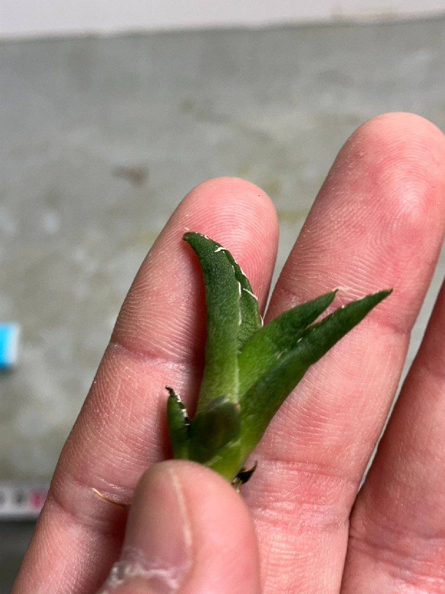 ヒ3614 「激レア高級品種】アガベ チタノタ ハデス 黒帝斯 抜き苗【多肉植物・超厳選極上子株・弱水切れ気味・Hades 恐竜牙歯】