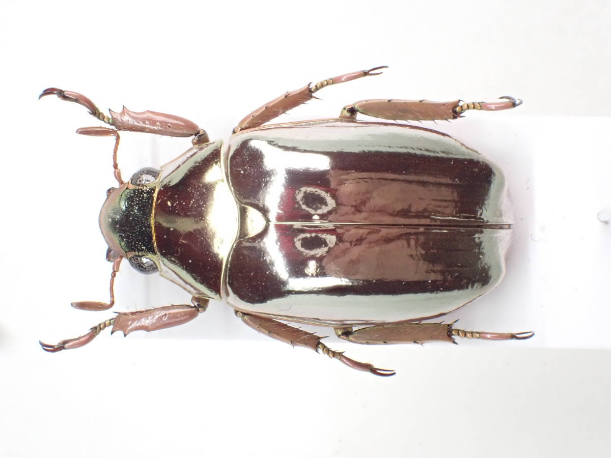 オプティマプラチナコガネ 特撰 胸部頭部薄金色 /コスタリカ産 ＊スレはほぼ見られない/新しい採集品はかなり久しぶり　