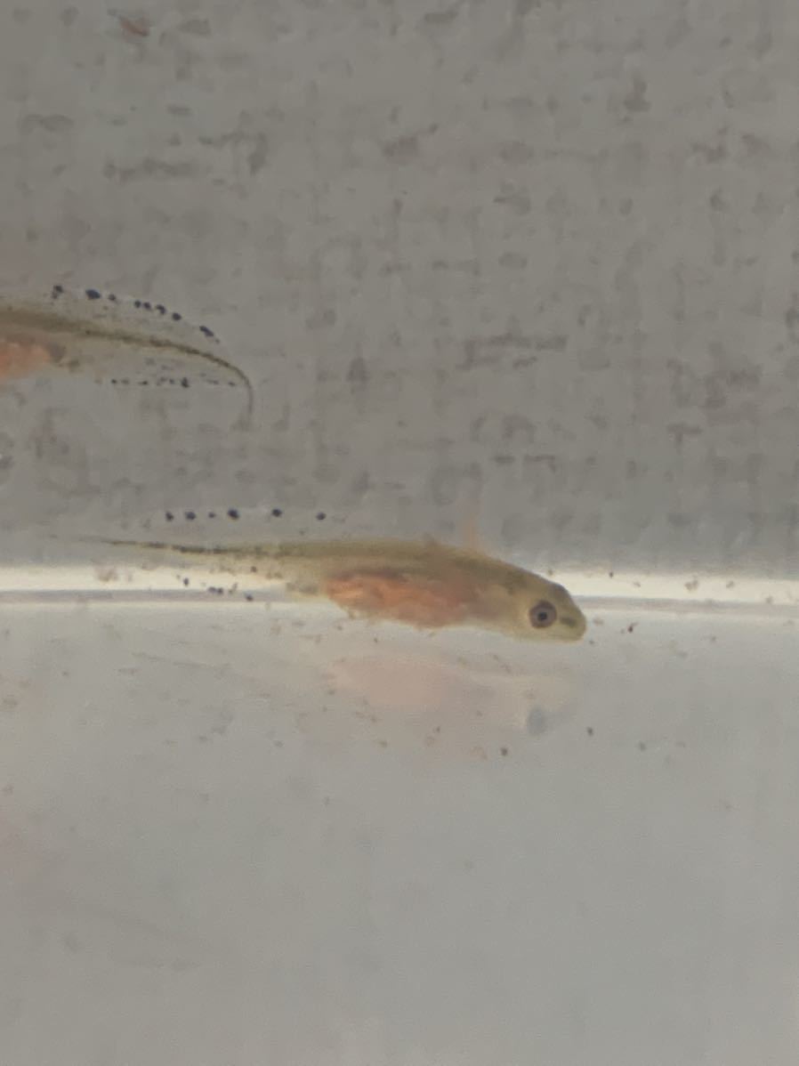 カージスマダライモリ 幼体2匹の内、1匹は補償 在庫限り