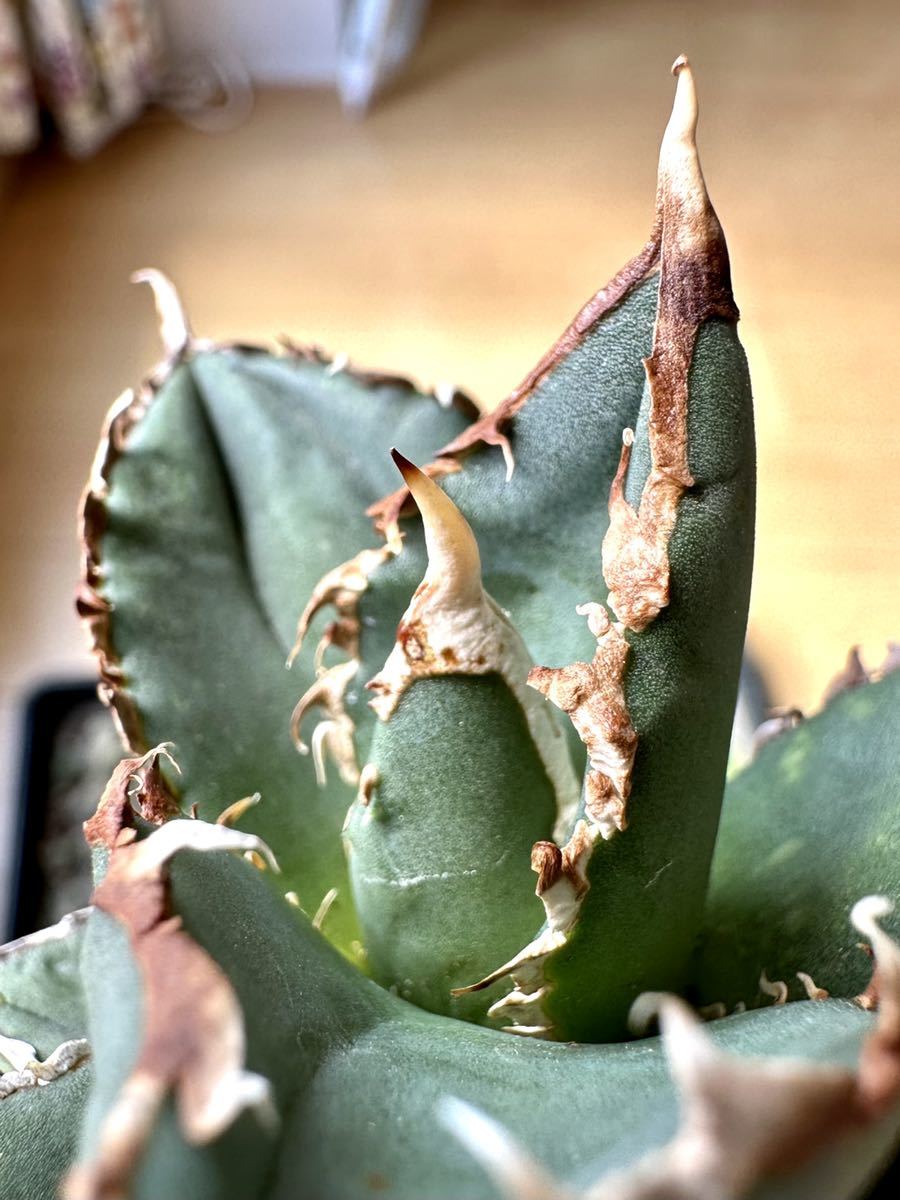 アガベ 多肉植物 チタノタ 狼人　厳選超極上棘狂刺中株