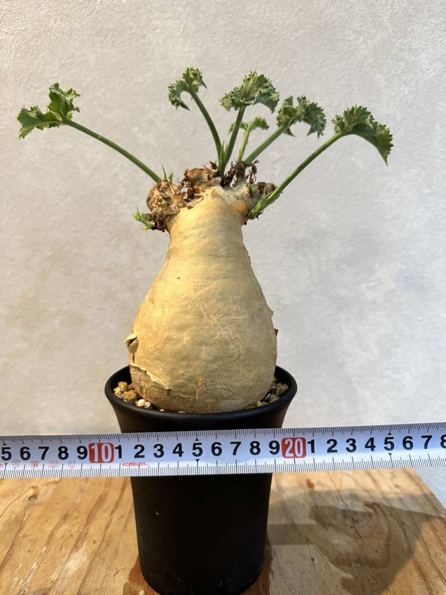 ハオルチア オブツーサ錦 白蛇伝 ハオルチア 白蛇伝 Haworthia 多肉