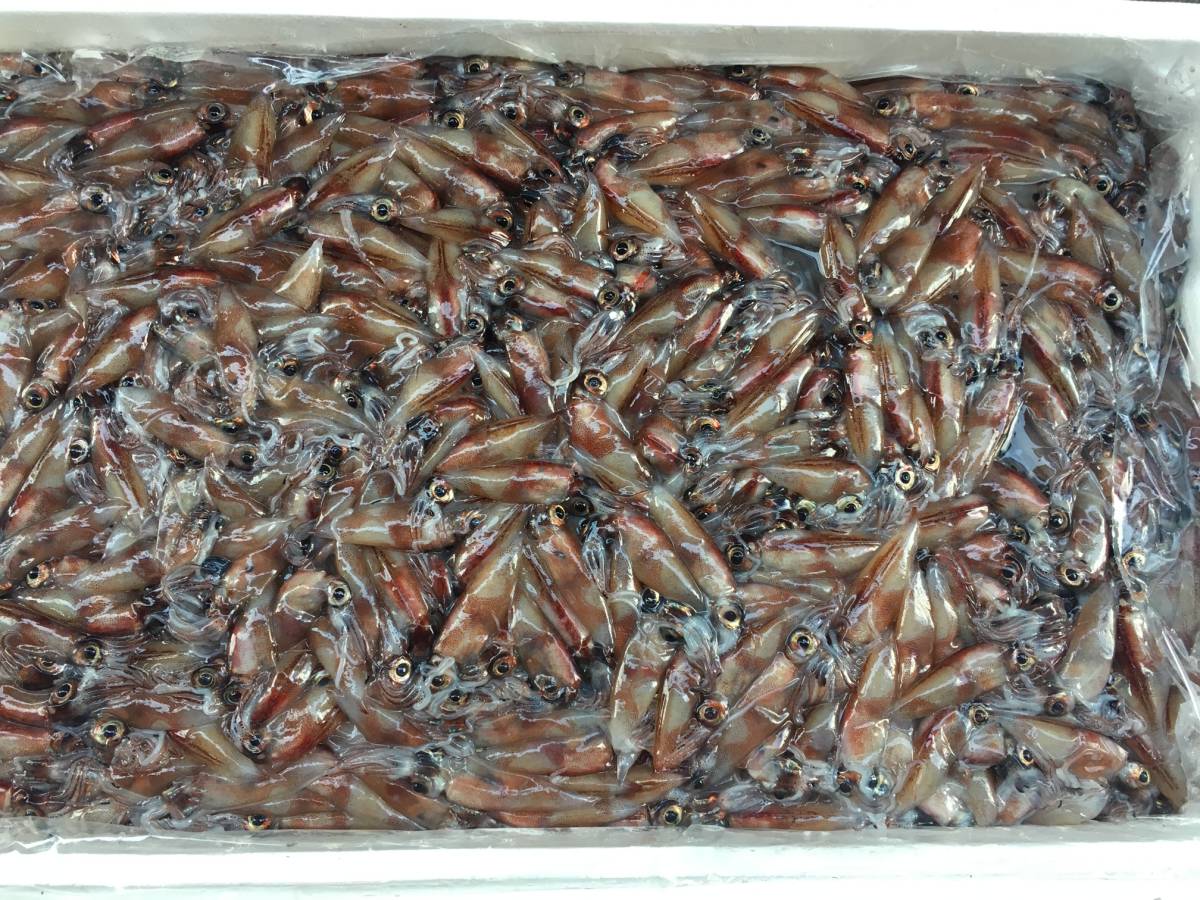 １円～生食 低温冷凍 超新鮮！丹後で漁れた朝獲れ！蛍烏賊 ホタルイカ 3ｋｇ