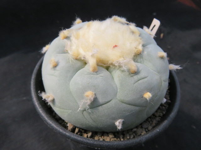 サボテン・多肉植物＞ 白肌銀冠玉① サボテン 多肉植物 実生 多肉植物♪♪
